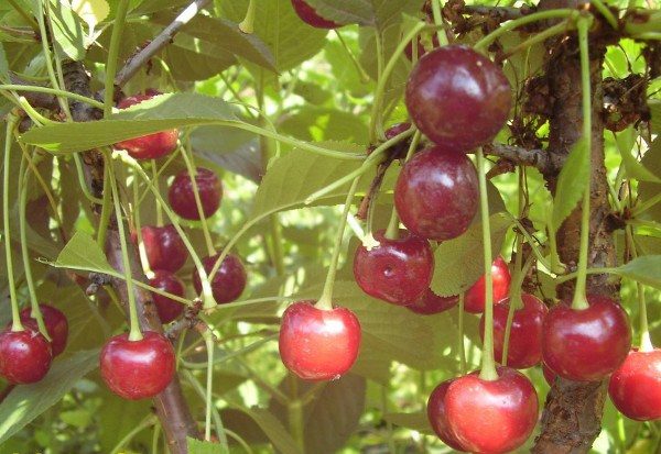  Cherry Youth este rezistentă la boli fungice