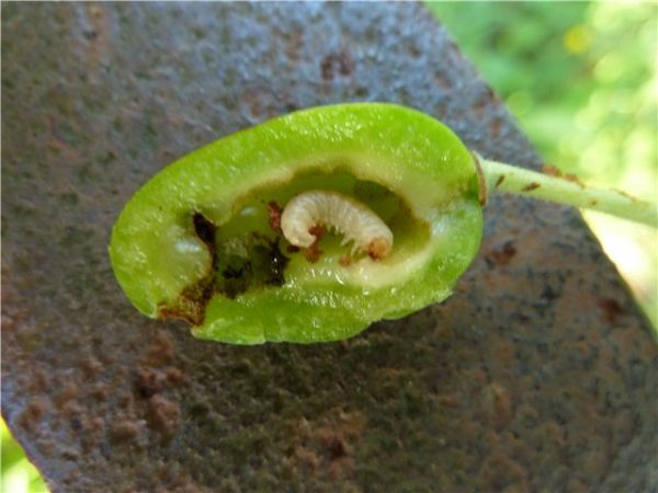  फल प्लम sawfly से प्रभावित फल