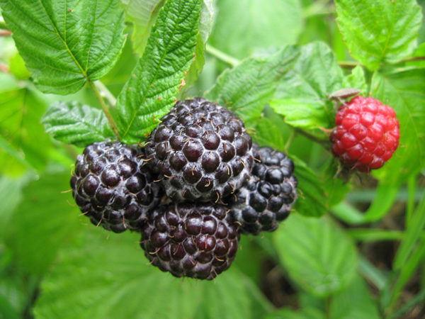  Black raspberry on a bush