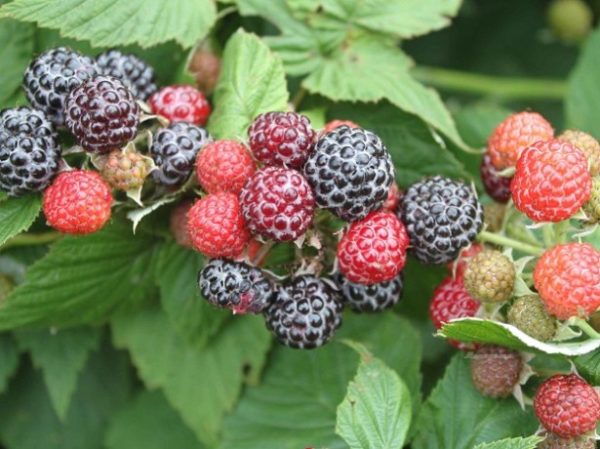  Cumberland Raspberry Variety