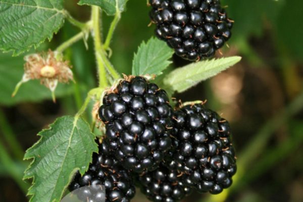  Beardless Blackberry Berries