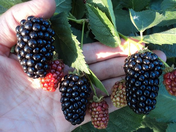 Natchez Blackberry Frutas