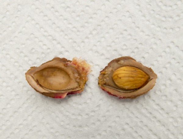  Pentru cultivarea unui prun dintr-o sămânță se selectează semințe de fructe coapte, copaci adaptate condițiilor climatice locale.