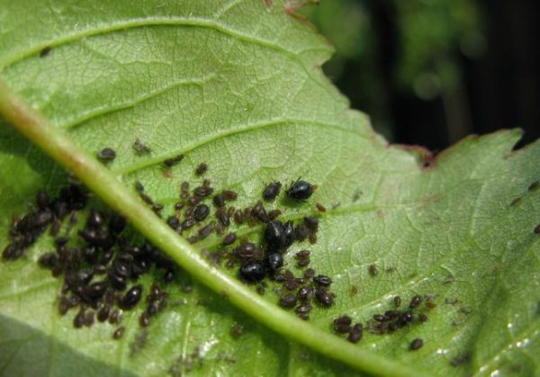  Aphids on a leaf of fruit tree
