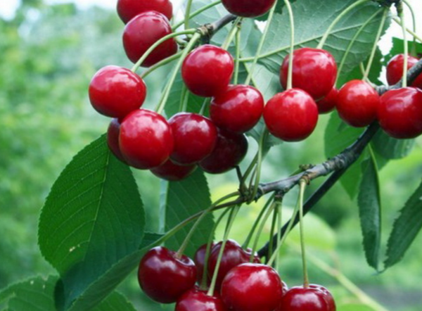 Fructe de gradina de cirese Tineri