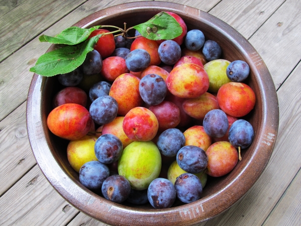 Principalele diferențe între prune și prune de cireșe, compoziția lor chimică, beneficiază și dăunează organismului