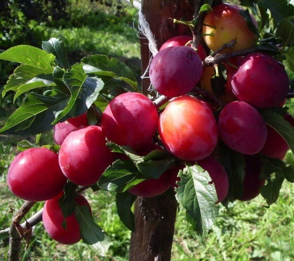  Pelbagai buah plum Julai pada tahun ketiga selepas penanaman, buah-buahannya besar, sangat manis