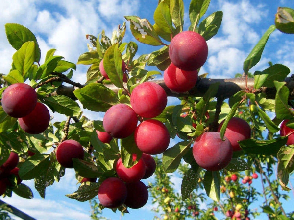  As variedades maduras precoces da ameixa Alenushka podem ser usadas para finalidades industriais
