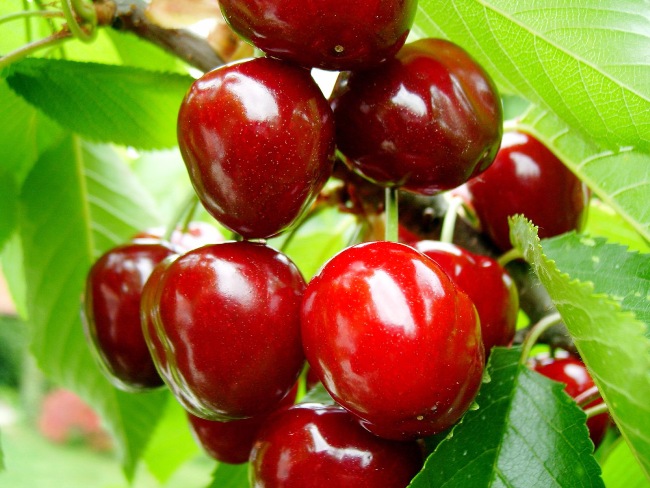  Cherry Turgenevka
