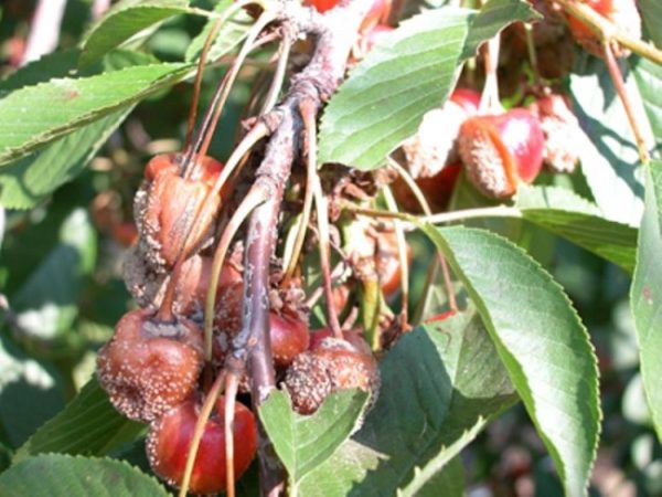  Pokok plum Bushy