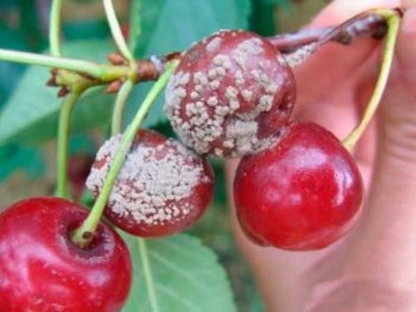  Fructele tinerilor de cireș sunt afectate de monilioză