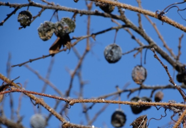  शरद ऋतु में, एक रोगग्रस्त बेर के पेड़ की केवल सैनिटरी कटौती और टूटी हुई शाखाओं को खत्म करना अनिवार्य है।