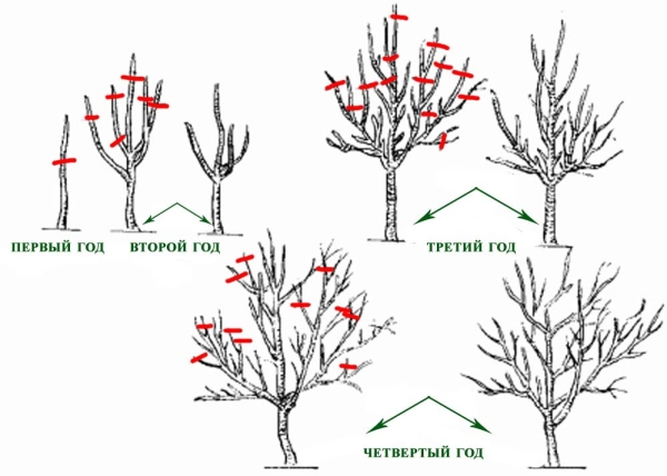  Pemangkasan pruning adalah lima jenis: formative, regulating, meremajakan, pemulihan dan kebersihan