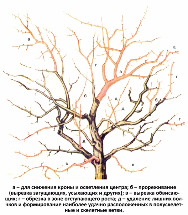  Prolongar a frutificação, rejuvenescer a ameixa pode ser, se a tempo de fazer a poda anti-envelhecimento da árvore de acordo com o esquema