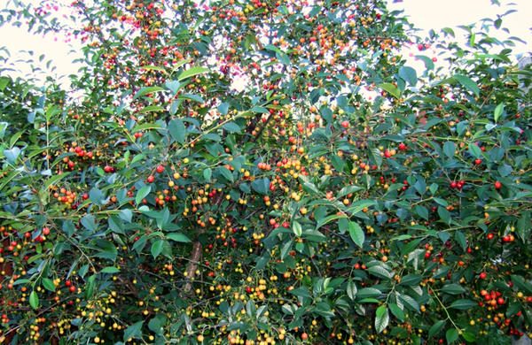 Cherry livada, fructe imature de cireș Tineret