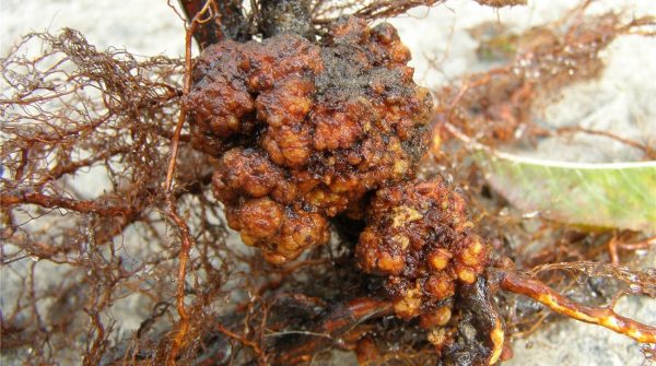  Root cancer on the plum tree