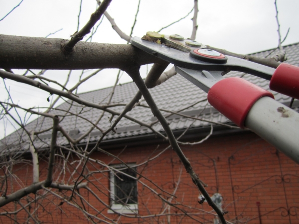  Proper pruning pruning in spring, autumn: scheme and recommendations