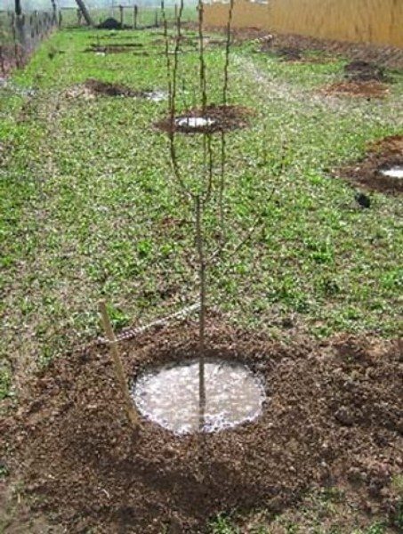  Dopo aver piantato meravigliose piantine di ciliegie richiedono un'abbondante irrigazione