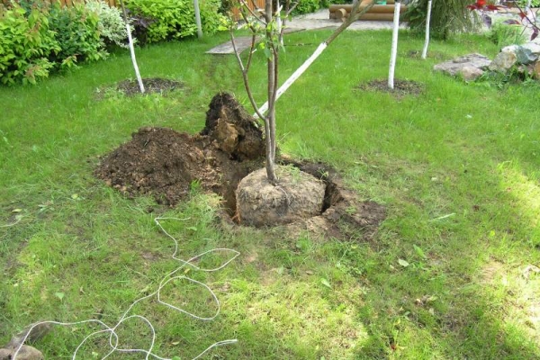  Es mejor plantar cerezas de la variedad Vladimirskaya en las colinas, el suelo es franco o negro.