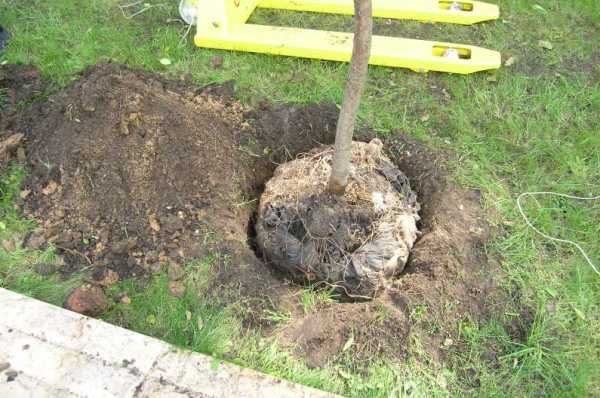  잡종 나무를 위해, 구덩이는 폭 80 센티미터와 깊은 것이어야한다, 잡종은 중립국 또는 알칼리성 토양을 좋아한다