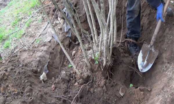  Préparer le rowan pour la plantation