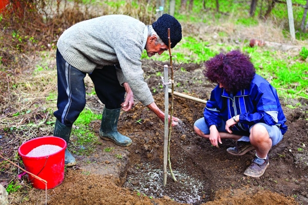  För plantering av plommon sorter Ural Röd behöver en neutral mark, södra sidan av platsen