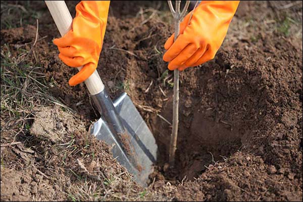  Răsadul este așezat într-o gaură astfel încât gâtul rădăcinii să fie la 3 - 5 cm deasupra solului, legat de o miză de sprijin.