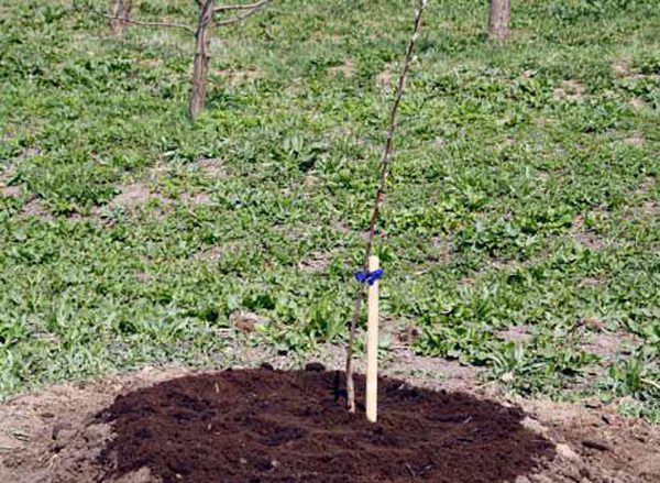  Tocmai a plantat planta de cireș Turgenevka