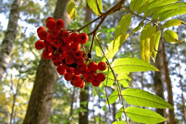  Πάρτε θεραπευτικά φρούτα, βάμματα και χυμό rowan δεν μπορεί να είναι στην περίπτωση της ατομικής δυσανεξίας των μούρων