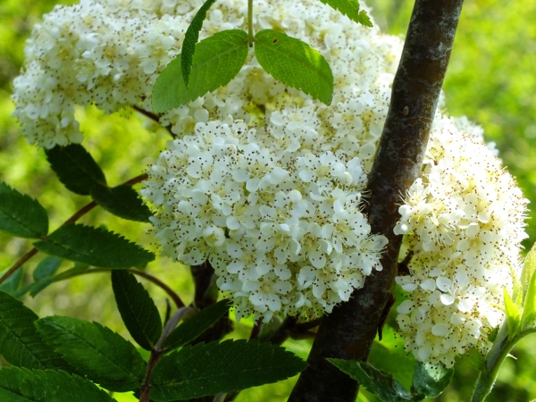  Οι ζωμοί των λουλουδιών rowan βοηθούν στην ομαλοποίηση της δραστηριότητας του ενδοκρινικού συστήματος, εξαλείφοντας την ηπατική βλάβη