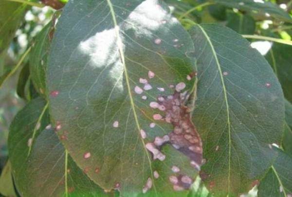  Frunzele de pere sunt afectate de septorie sau de pete albe