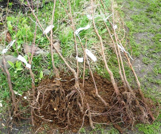  Răsaduri Rowan gata pentru plantare