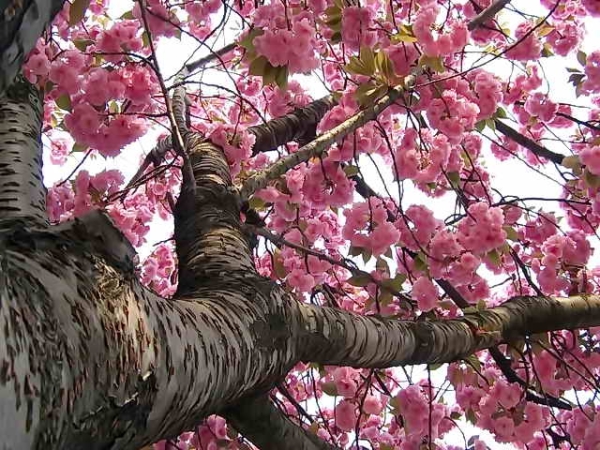  Японска череша Сакура: описателни характеристики на дървото, засаждане, грижи, сортове