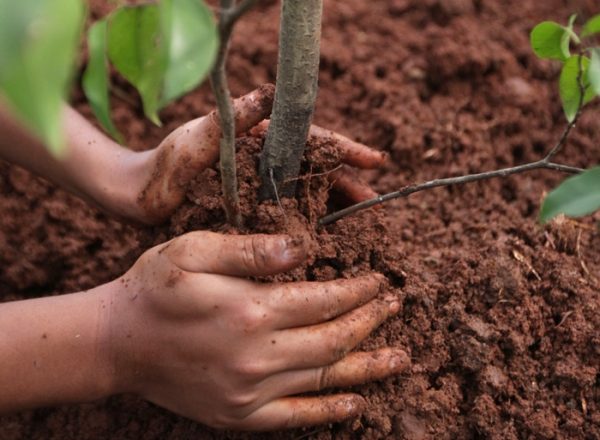  Como e quando é melhor plantar e repor o dreno: um guia passo a passo para plantio e cuidado