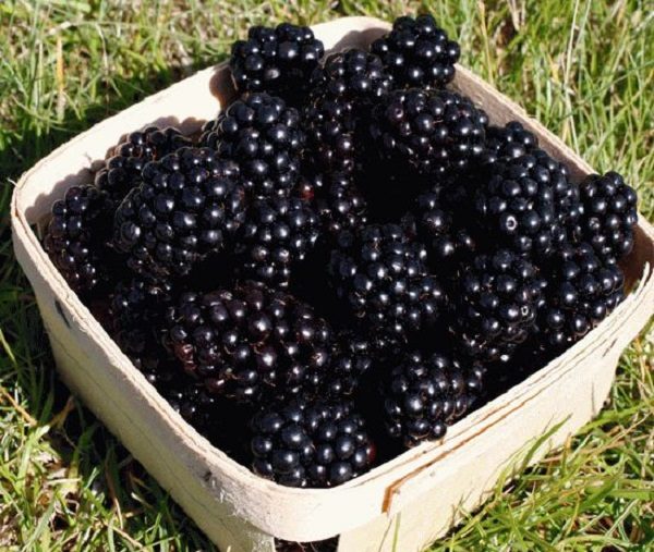  Ripe Blackberries Tornfrey