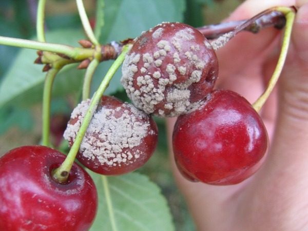  Fructe de cirese afectate de mucegaiul gri (monilioza)