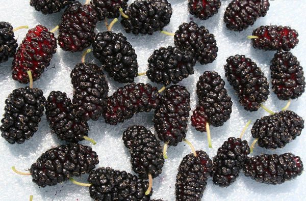  Beri mulberry segar berkulit hitam