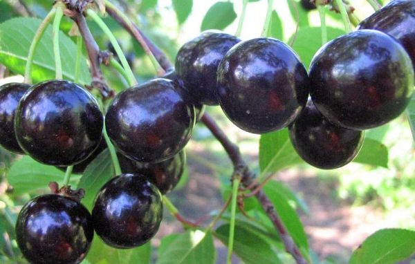  Cherry soiuri de bunuri de consum negru