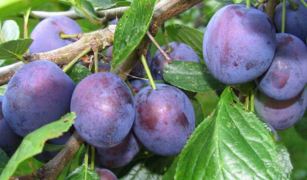  Renklod Michurinsky plum is well suited for preservation, is well transported and stored.