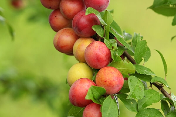  Plum ameixa depende da variedade e plantio adequado da árvore