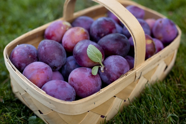  Timpul de maturare al unei prune depinde de varietatea și regiunea de cultivare.