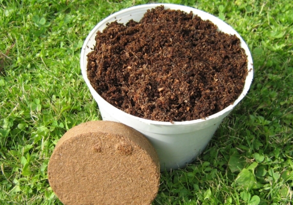  Stratificare - păstrarea materialului de plantare în condiții reci și umede, care vă permite să germineze osul