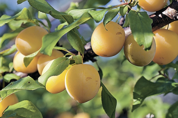  It is common to call a cherry-plum a form of home plum, scientists even identified the Russian plum type