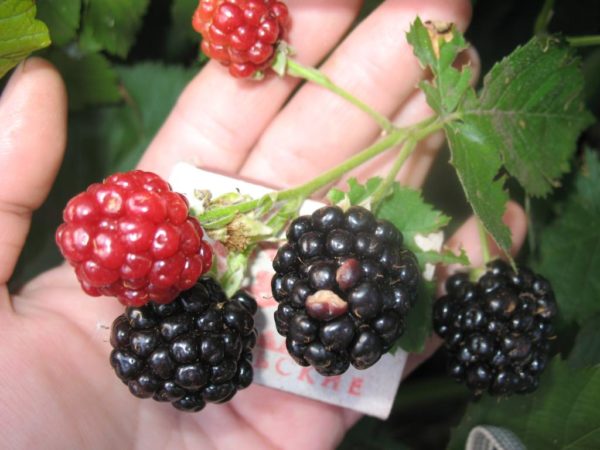  Ripe Navajo Blackberries