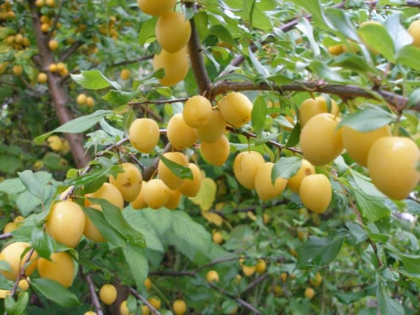  Variedad de ciruelas Mañana samoplodnaya, frutas de gran tamaño, resistencia a las heladas promedio