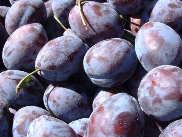  High-yielding plum variety Hungarian Bogatyrskaya tolerates frost well