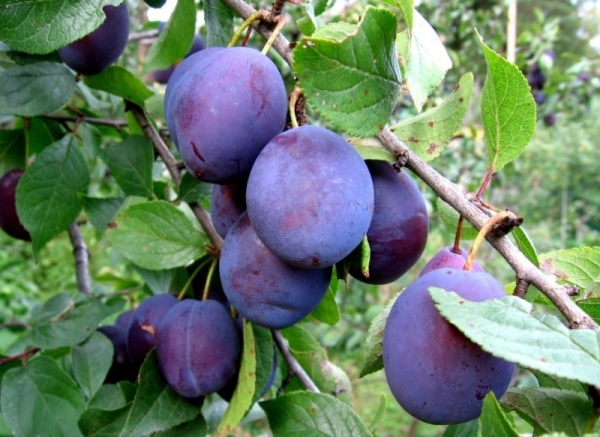  Maghiarul este una dintre cele mai populare și comune soiuri de prune pentru prune
