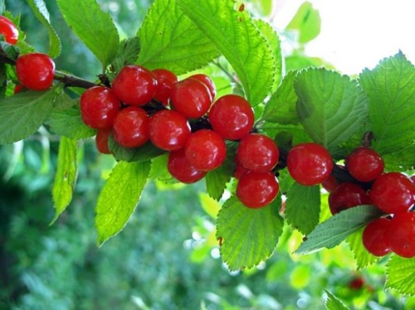  Berries of one of the varieties of felt cherries on the bush