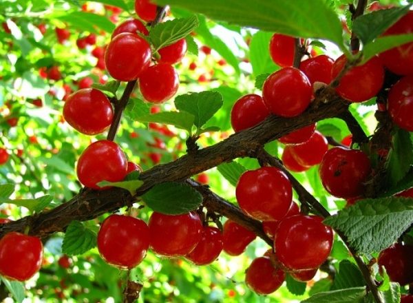  Cherry breeding alternativ