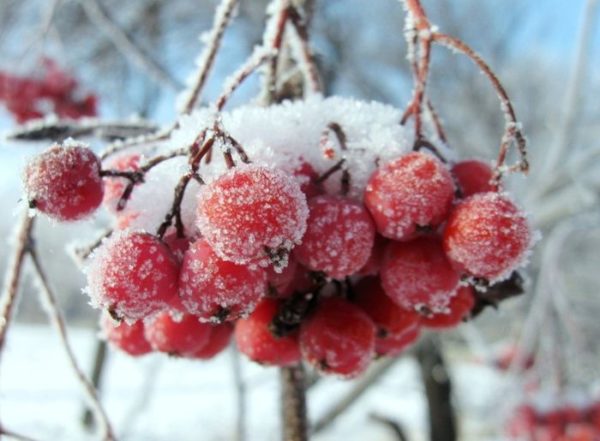  Fructe de rowan abandonate la stânga pentru iarnă